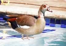 Egyptská husa stojící v bazénu