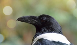 Magpie raven bird photo