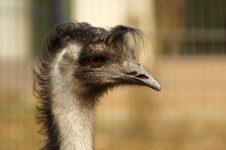Coafura pasăre Emu amuzantă