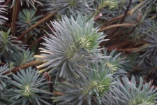 Euphorbia, okrasná rostlina