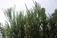 Euphorbia a mléčné rostliny