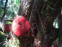 Exposed Red Wood On A Tree