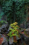Rock Forest Landscape Photography
