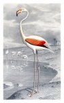 Flamingo illustration gammal vintage