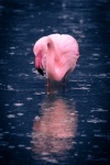 Flamingo im Wasser stehen