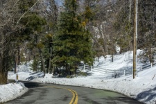 Forest Winter Highway