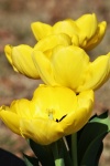 Retrato de cuatro tulipanes amarillos