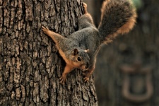 Lis wiewiórka na drzewie z bliska