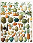 Poster vintage di frutta frutta