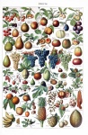Cartel vintage de frutas frutas