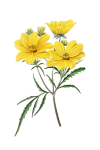 Quadro vintage de flor amarela