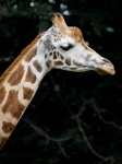 Retrato de girafa