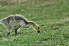 Gosling In Grass Close-up