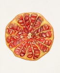 Pomegranate fruit vintage painting