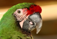 Retrato do papagaio da arara verde