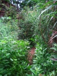 Green Vegetation And Reeds
