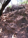 Eroze půdy kolem kořenových systémů