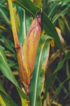Cultivo de mazorcas de maíz