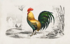 Arte vintage di pollo gallo