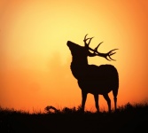 Deer sunset background