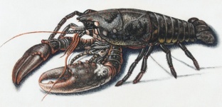 Lobster Vintage Art Old