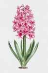 Art vintage de fleur de jacinthe