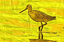 Pasăre marină în stil Picasso