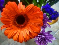 Orange barberton daisy