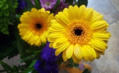 Yellow barberton daisies
