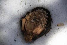 Pinecone In The Snow