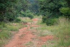 Impala Ewe Running Over Dirt Road