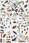 Gammal vintagekonst för insekter