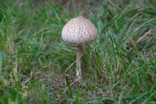 Ciupercă tânără