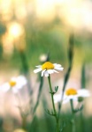 Heřmánkový květ květ přírody
