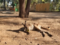 Canguro en Israel Safari