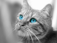 Pisicuță pisică cu ochi albaștri
