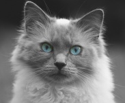 Cat blue eyes kitten
