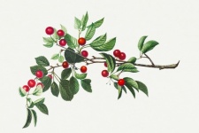 Cherries branch vintage art