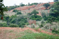 Kudu koe aan de rand van een dijk