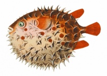 Kugelfisch Fisch Vintage Kunst