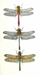 Dragonfly vintage art oud