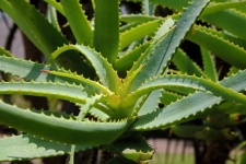 Light On Of A Cluster Of Aloe Plant