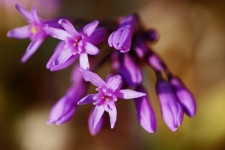 Lilac florets & buds of wild garlic