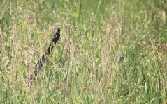 Weduwevogel met lange staart in gras