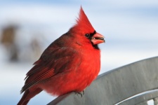 Cardinal mâle sur banc gros plan