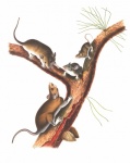 Mouse Rat Vintage Art