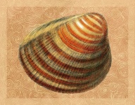 Affiche vintage de vagues de coquillage