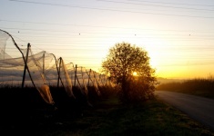 Nets, Tree And Road At Sunrise
