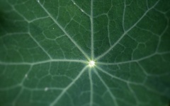 Network Of Veins On Nasturtium Leaf