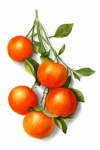 Dipinto vintage di frutta arancione